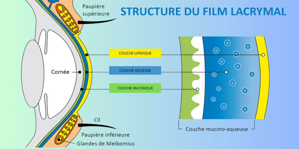 Votre texte de paragraphe 1 : sécheresse oculaire